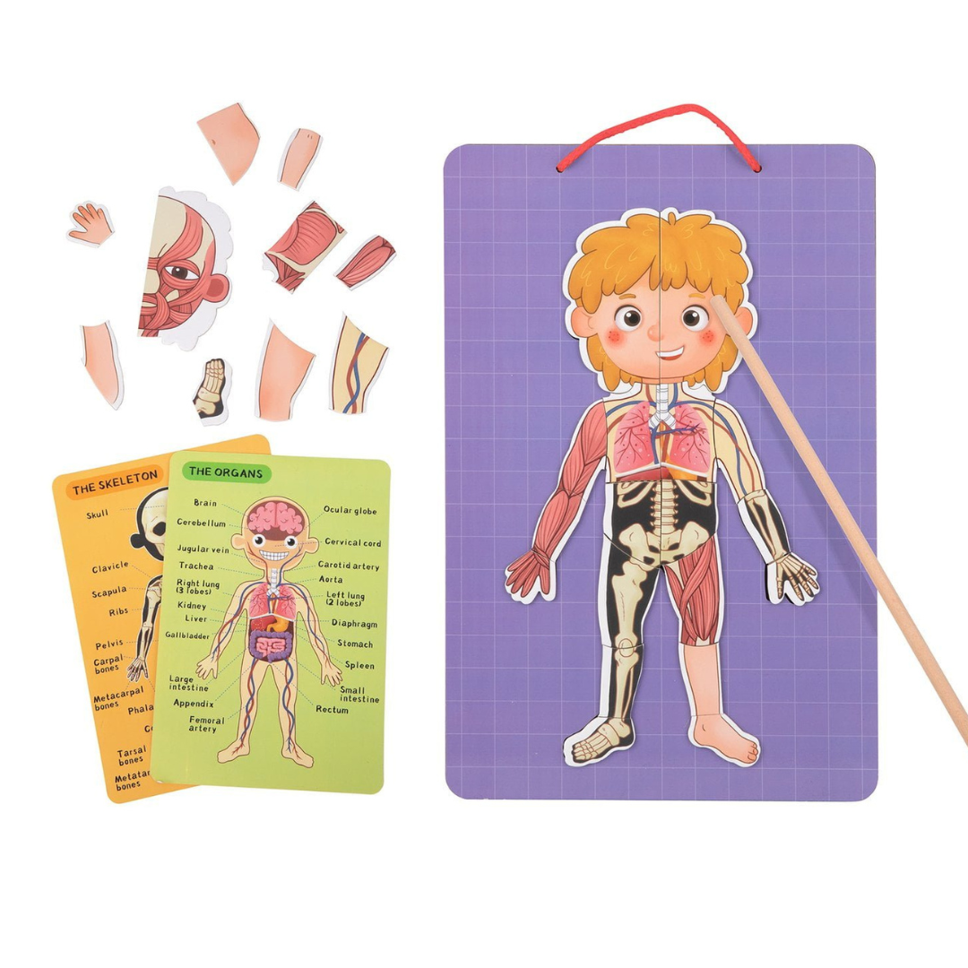 Tooky Toy Magnetic Body Chart