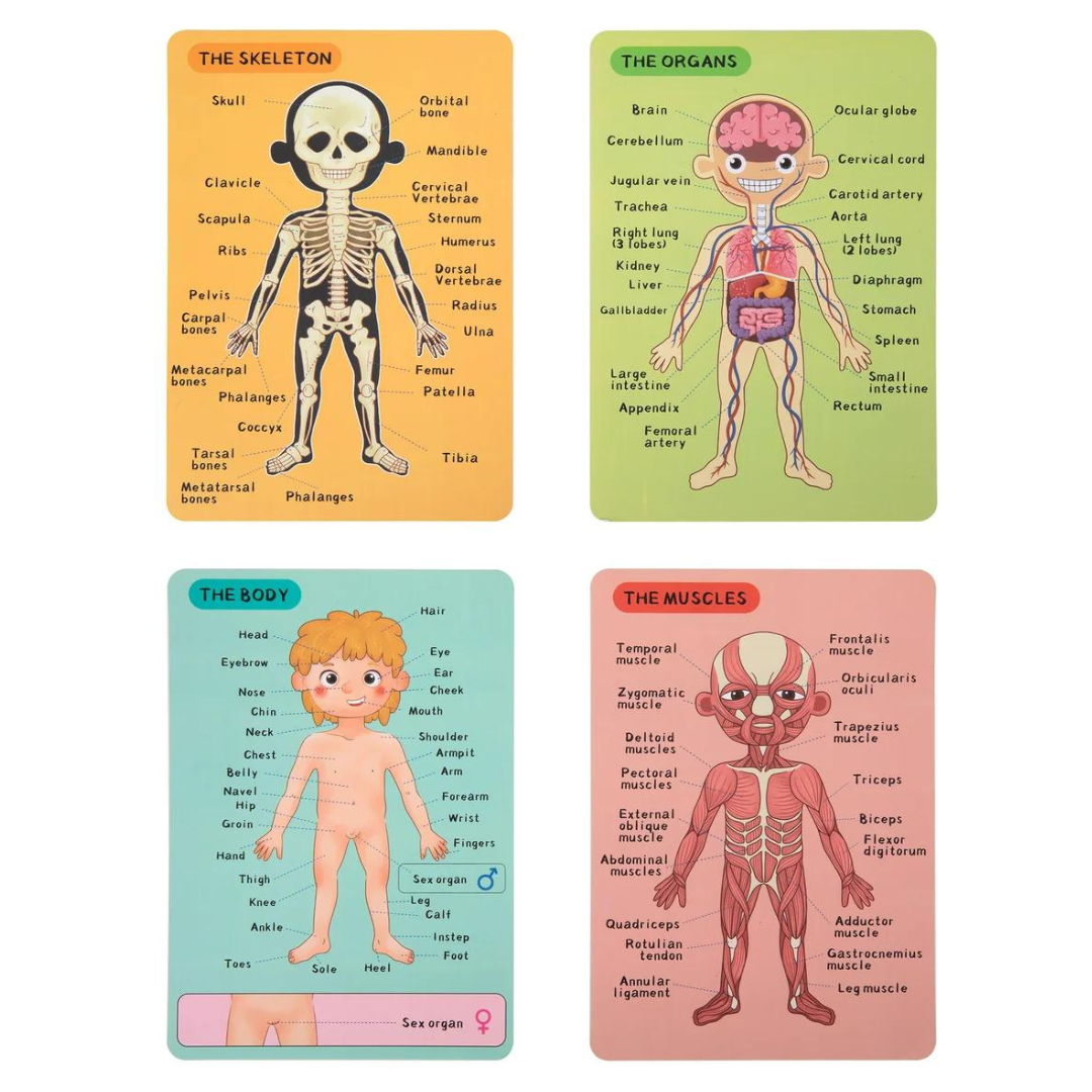 Tooky Toy Magnetic Body Chart