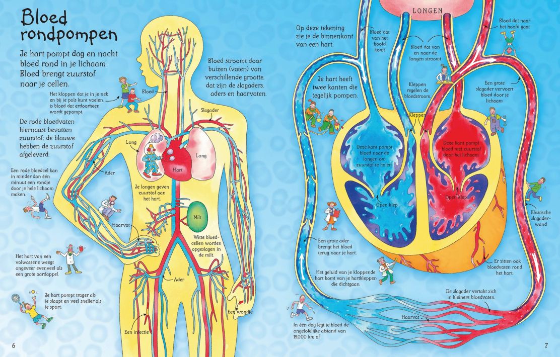 Usborne See Inside Series (Your Body)