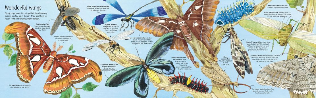 Usborne Big Book of Bugs